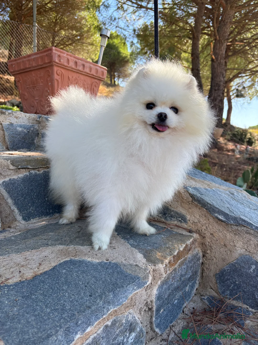 Pomerania perros en venta: Pomeranias Muy Bonitos !!! - Anuncio 1