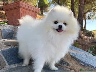 Pomerania perros Pomeranias Muy Bonitos !!! - Anuncio 3