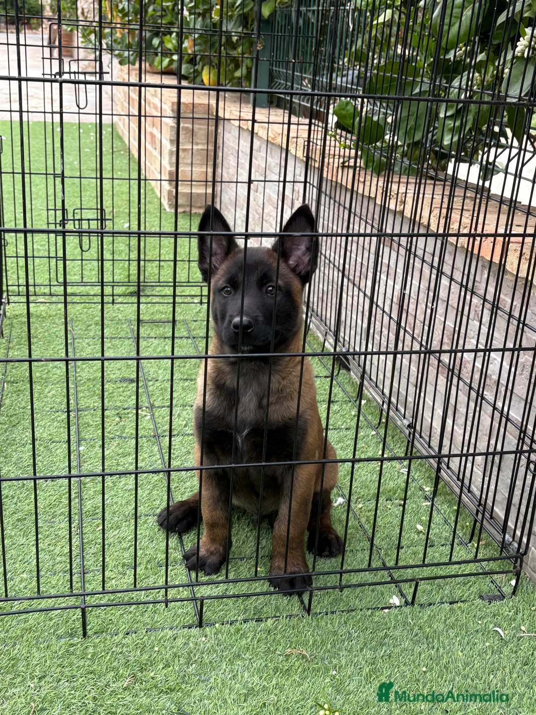 Pastor Belga Malinois perros en venta: Cachorro de Malinois  - Anuncio 2