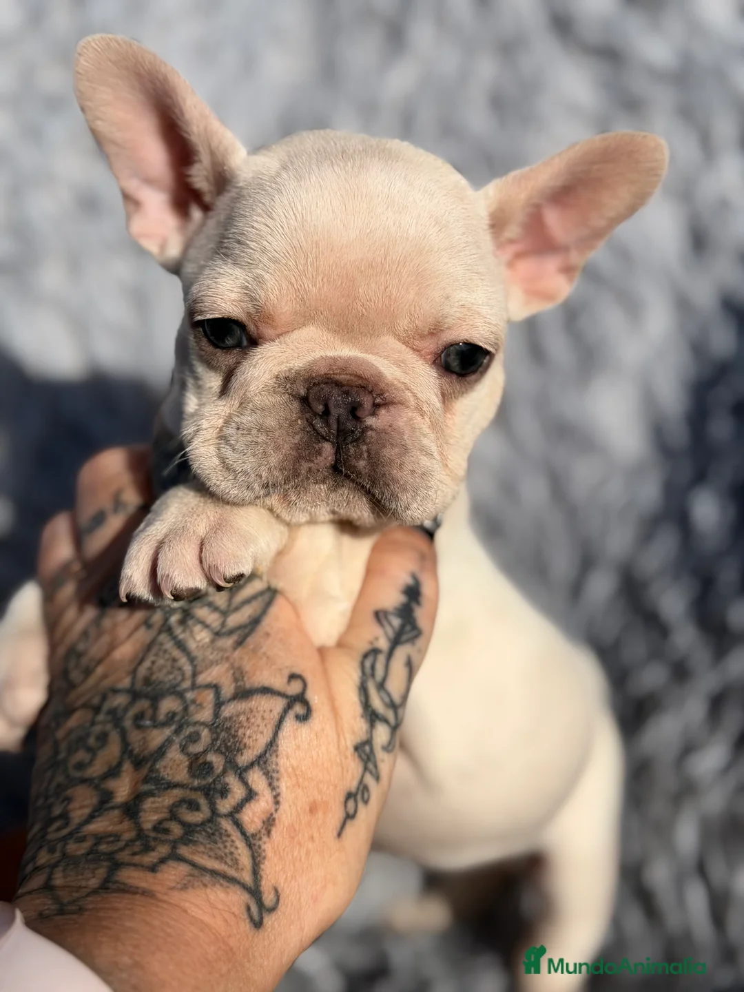 Bulldog Francés perros en venta: Bulldod Platinum hembra  - Anuncio 2