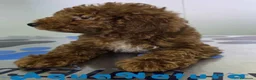 Caniche Enano perros en venta: Caniche Hembra de Barbie y Can (Ref 4138) - Anuncio 6