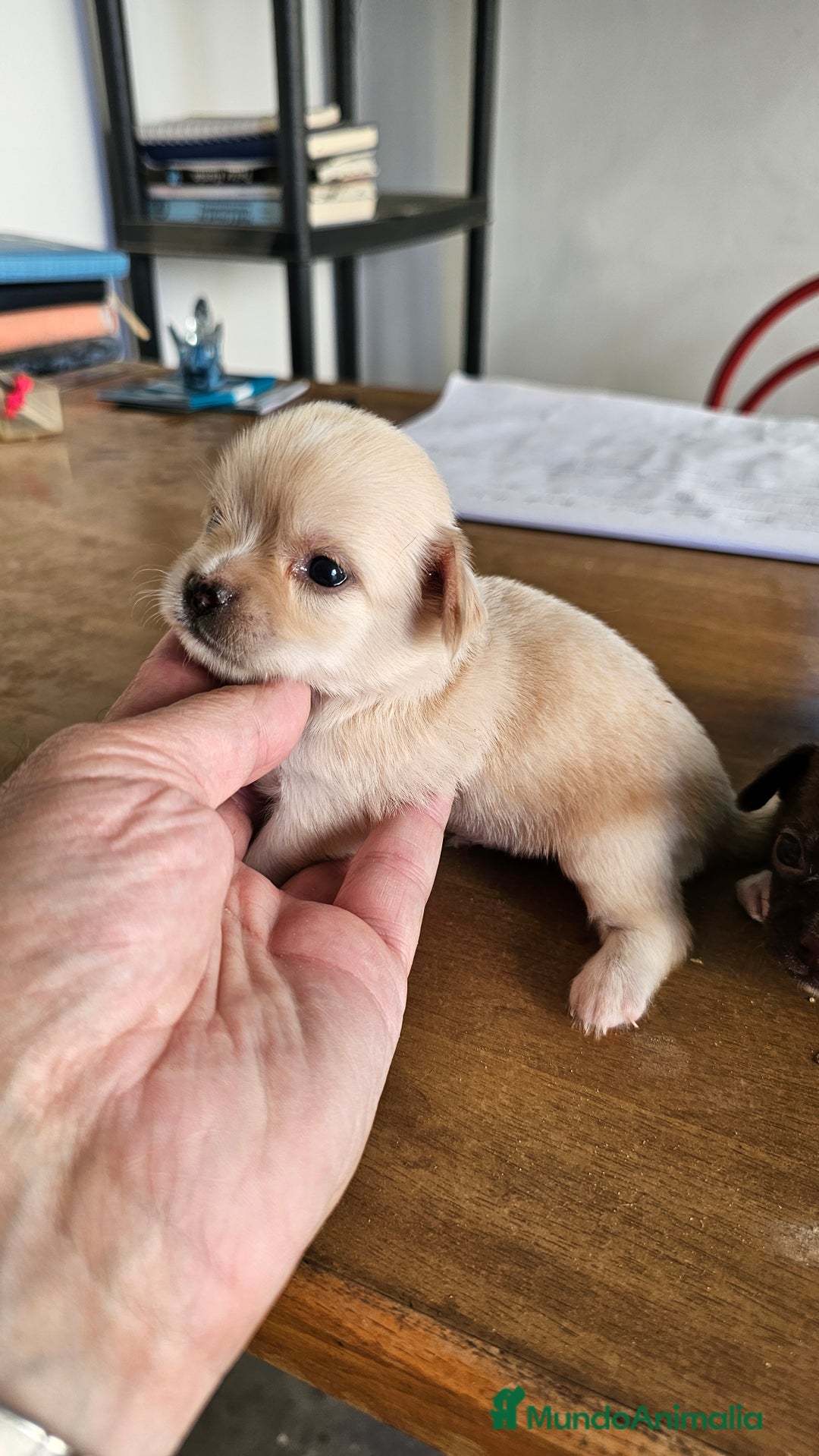 Chihuahua perros en venta: Preciosos chihuahuas mini - Imagen 2