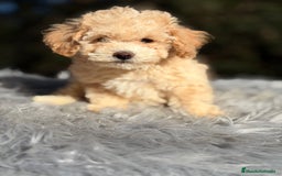 Caniche Toy perros en venta: Caniche Toy Apricot  - Anuncio 4