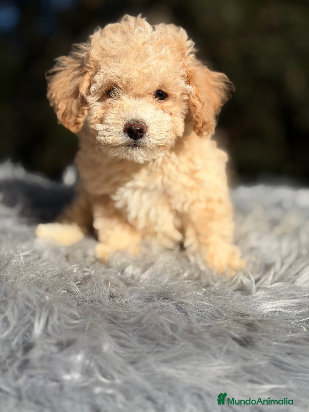 Caniche Toy perros en venta: Caniche Toy Apricot  - Anuncio 4