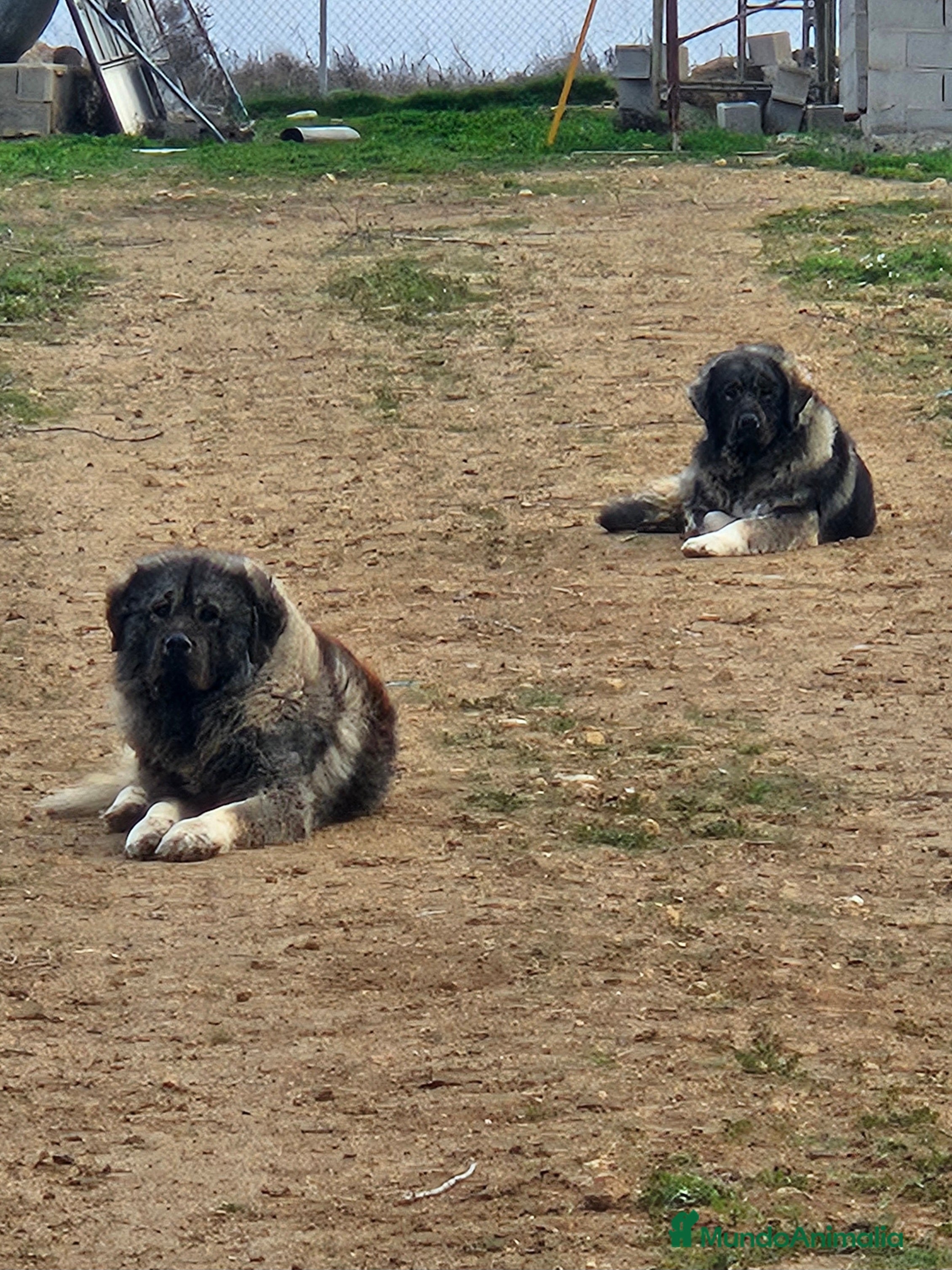 Pastor del Cáucaso perros Cachorro de pastor del caucaso - Anuncio 3