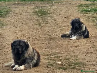 Pastor del Cáucaso perros Cachorro de pastor del caucaso - Anuncio 3