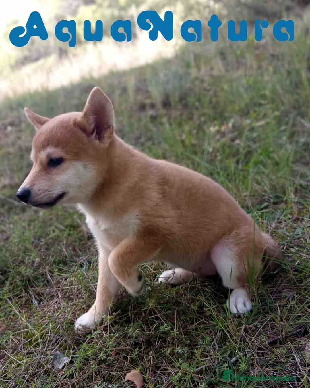 Shiba Inu perros Shiba Inu Hembra de Alba y Simbad 1721 AQUANATURA - Anuncio 31