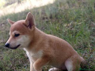 Shiba Inu perros Shiba Inu Hembra de Alba y Simbad 1721 AQUANATURA - Anuncio 21