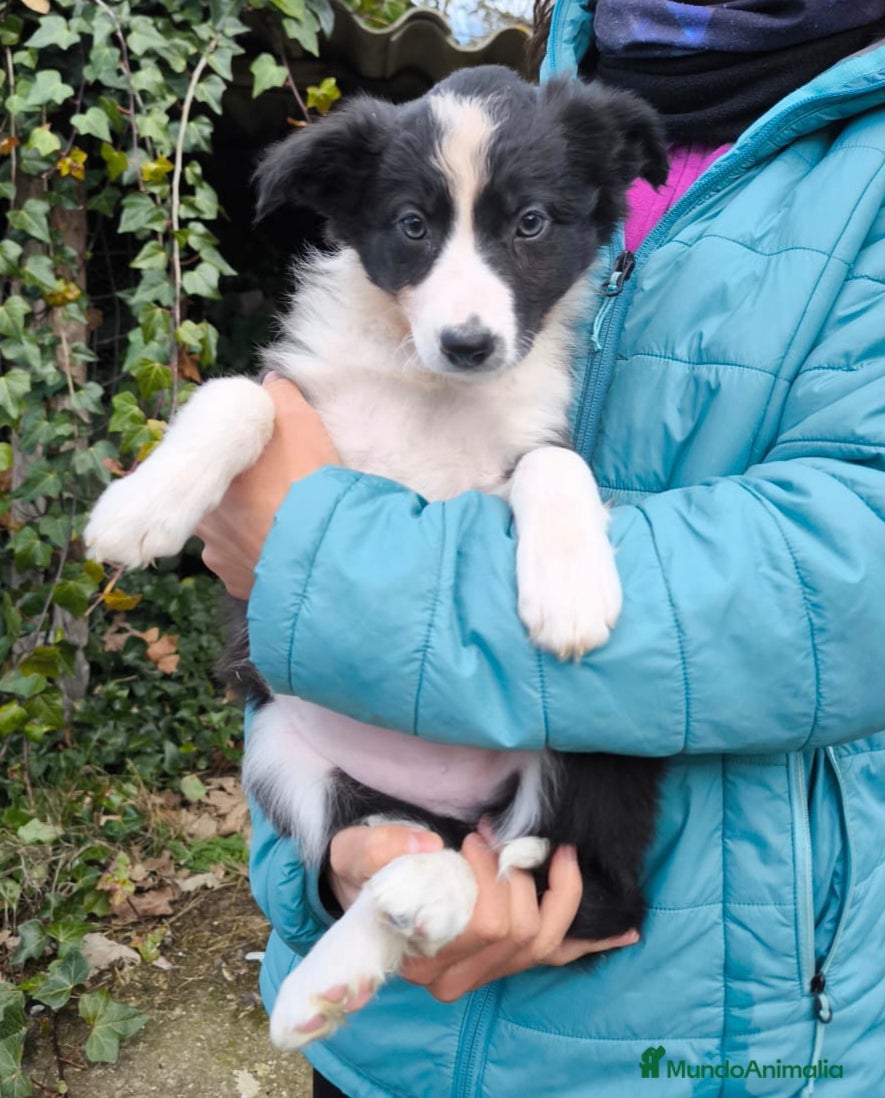 Border Collie perros Cachorros border collie 2 meses. - Anuncio 5