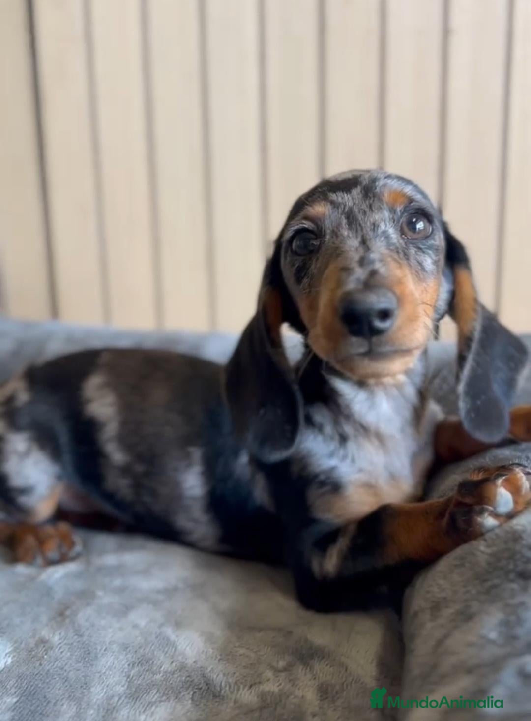 Teckel Miniatura perros Cachorro teckel arlequín plata - Anuncio 1