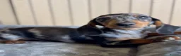 Teckel Miniatura perros en venta: Cachorro teckel arlequín plata - Anuncio 1