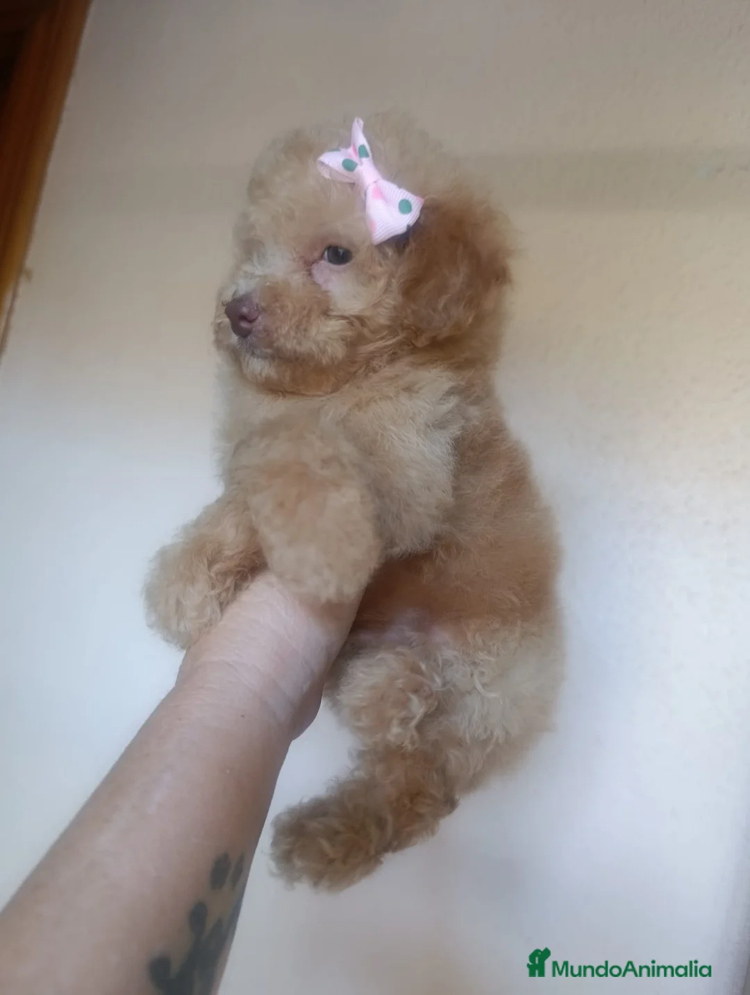 Caniche Toy perros en venta: CANICHE HEMBRA TOY EXCLUSIVA  - Anuncio 2