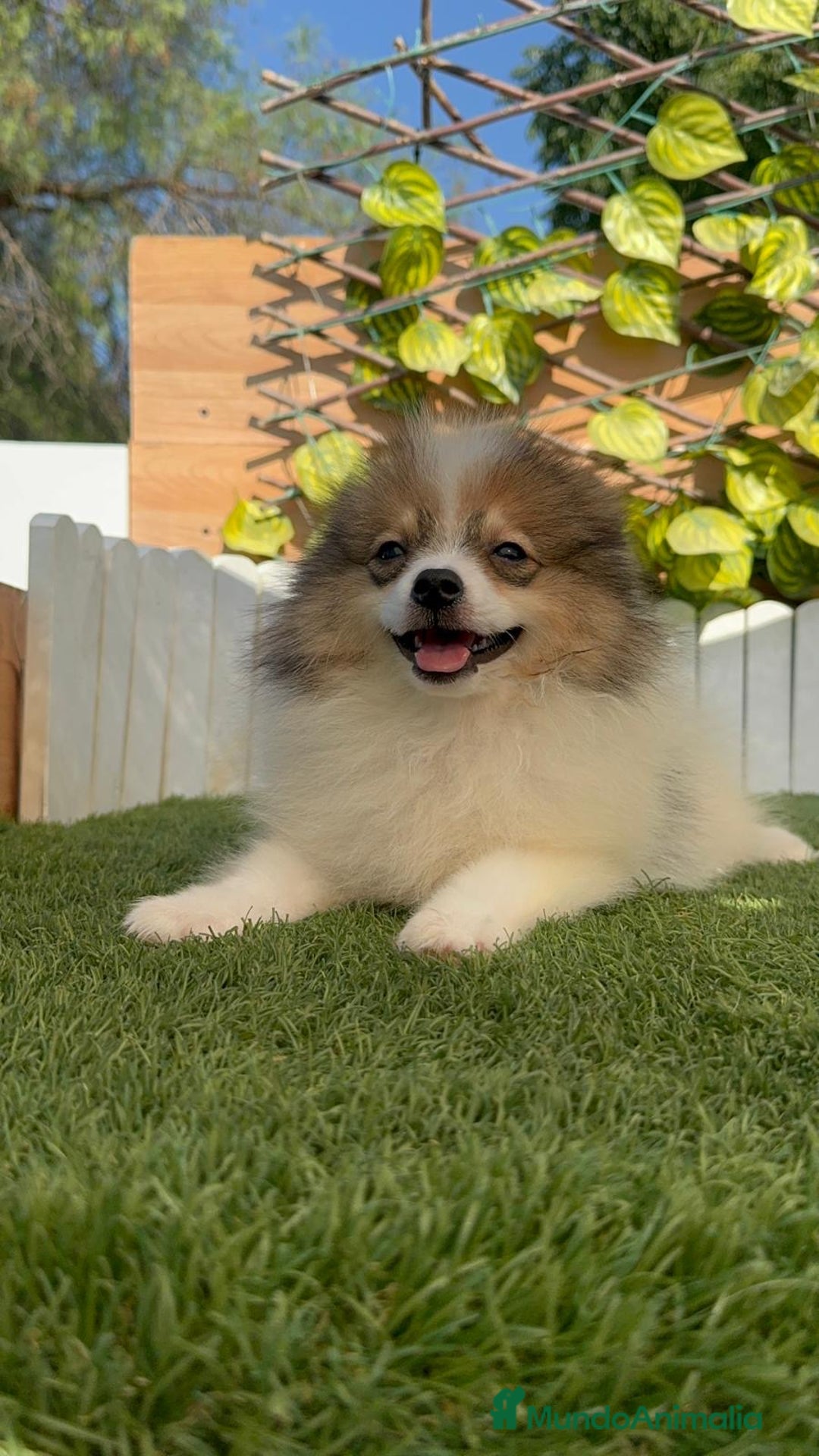 Pomerania perros en venta: POMERANIA MACHO ENVIO A TODA ESPAÑA - Imagen 21