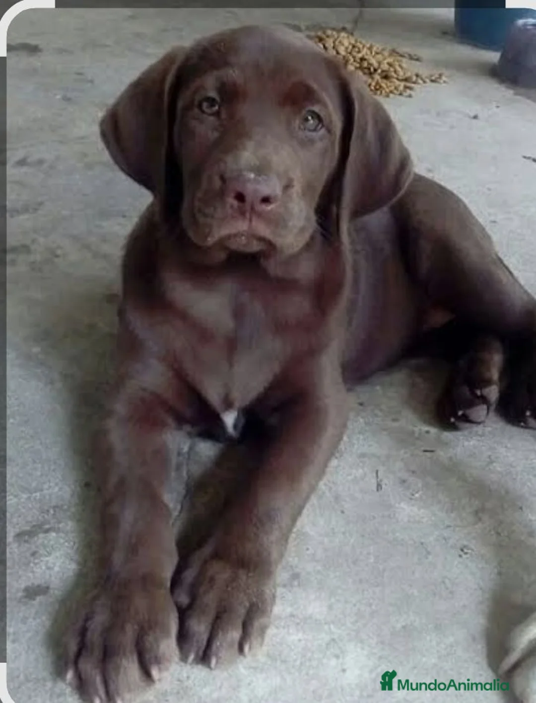 Labrador Retriever perros en venta: Labradores - Anuncio 1