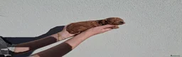 Caniche Toy perros en venta: Cachorros caniche - Anuncio 9