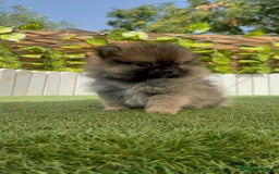 Pomerania perros en venta: POMERANIA MACHO - Imagen 18