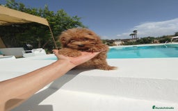 Maltipoo perros en venta: Maltipoo  - Imagen 5