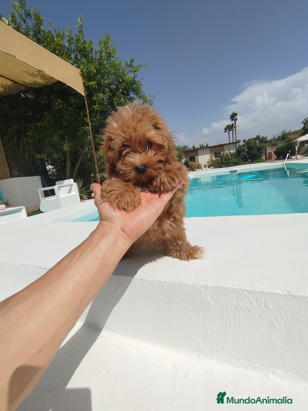 Maltipoo perros en venta: Maltipoo  - Imagen 5