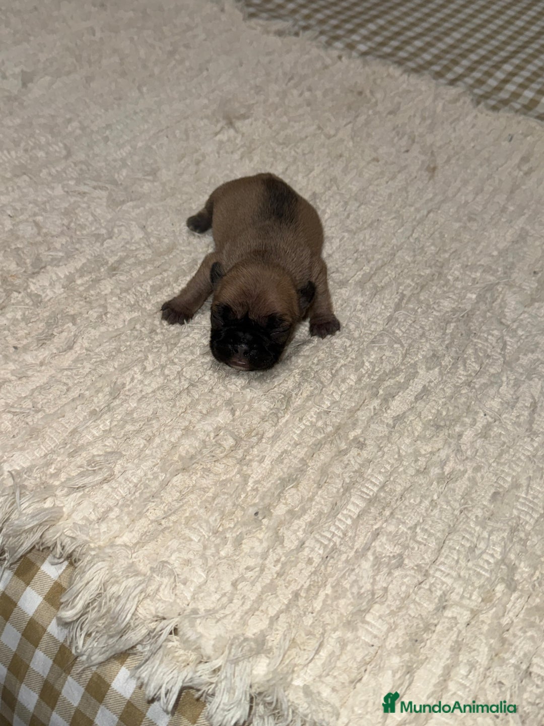 Bulldog Francés perros en venta: Bulldog francés excelente morfología reservas  - Anuncio 7