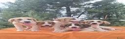 Mastín Español perros en venta: Mastín español  - Anuncio 6