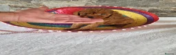 Raza Mixta perros en venta: Caniche - Anuncio 7
