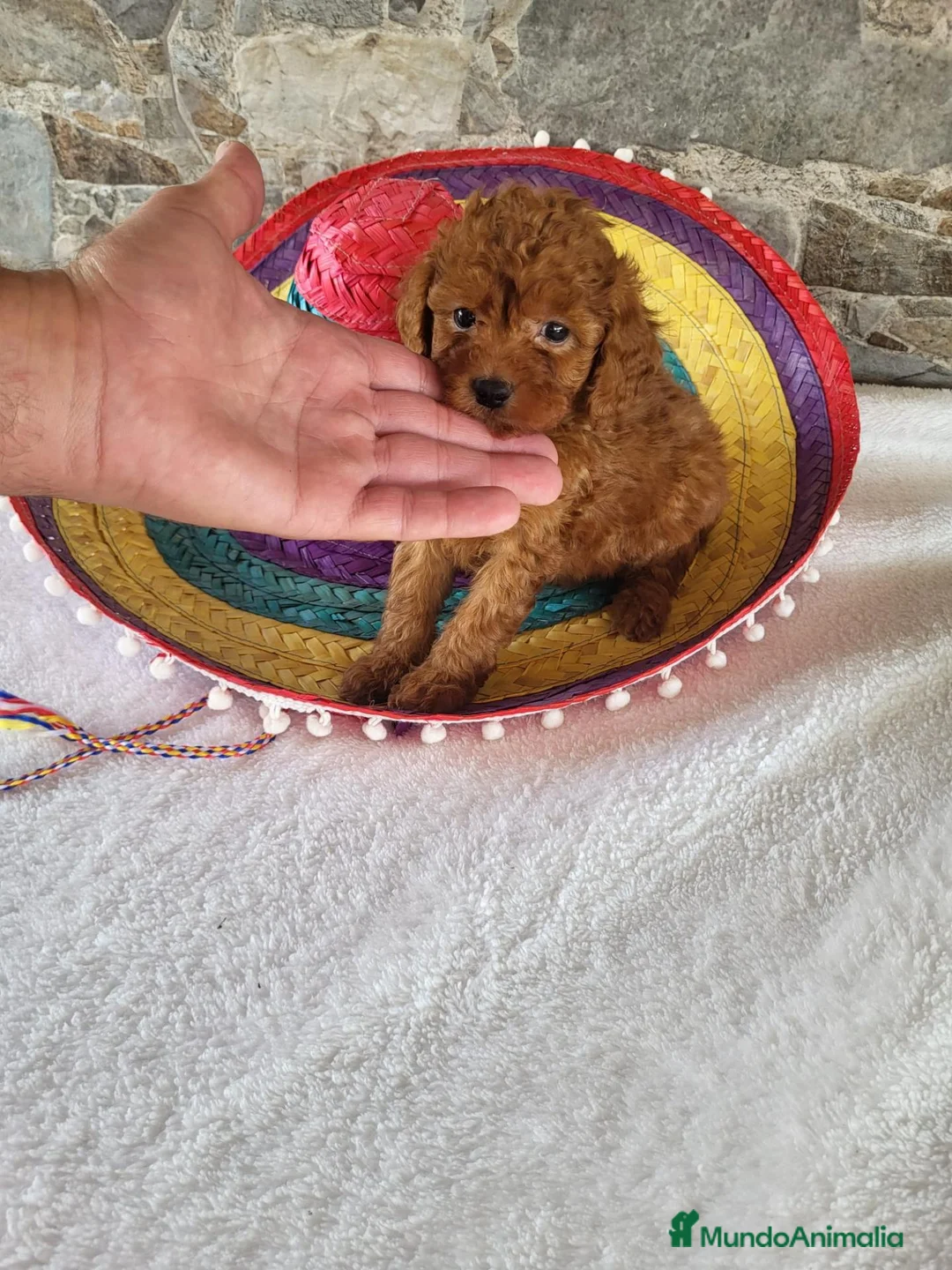 Raza Mixta perros en venta: Caniche - Anuncio 7