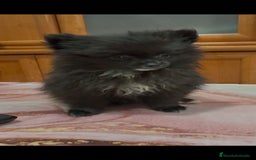 Pomerania perros en venta: Poo pomerania MICRO TOY  - Imagen 7