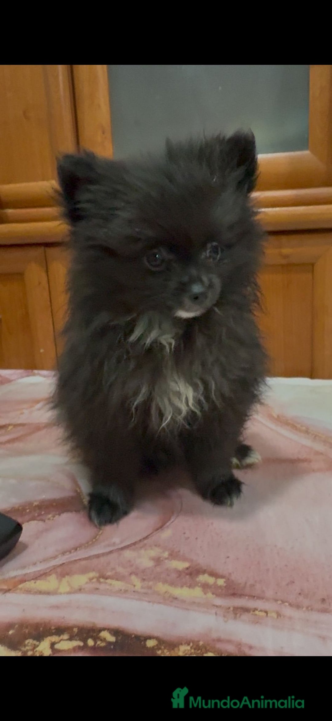 Pomerania perros en venta: Poo pomerania MICRO TOY  - Imagen 7