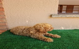 Caniche Enano perros en venta: Caniche enano - Imagen 5