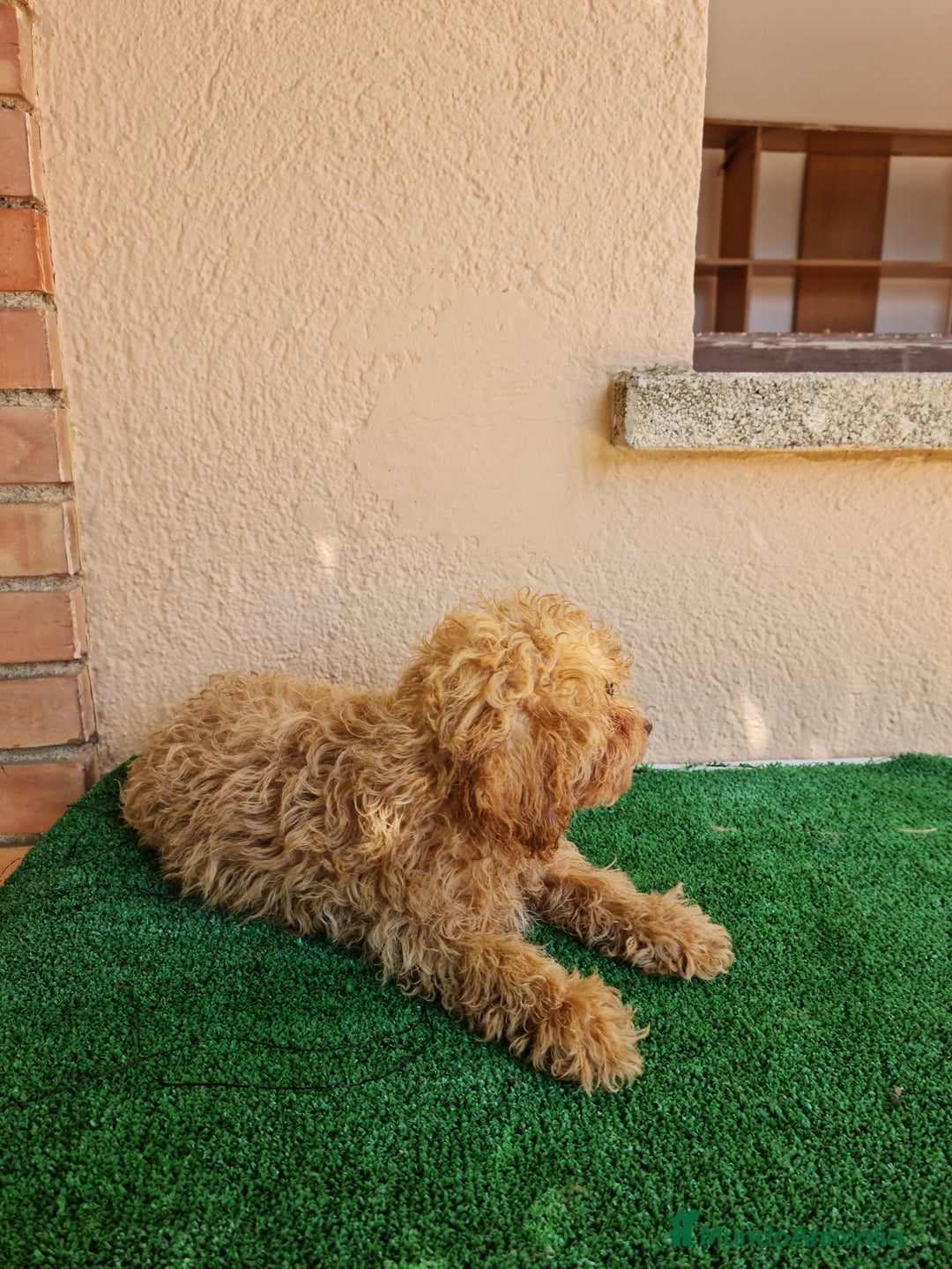 Caniche Enano perros en venta: Caniche enano - Imagen 5