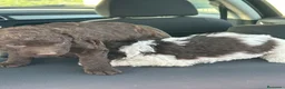Perro de Agua Español perros en venta: Perros de agua Español Calidad Increíbles  - Anuncio 9