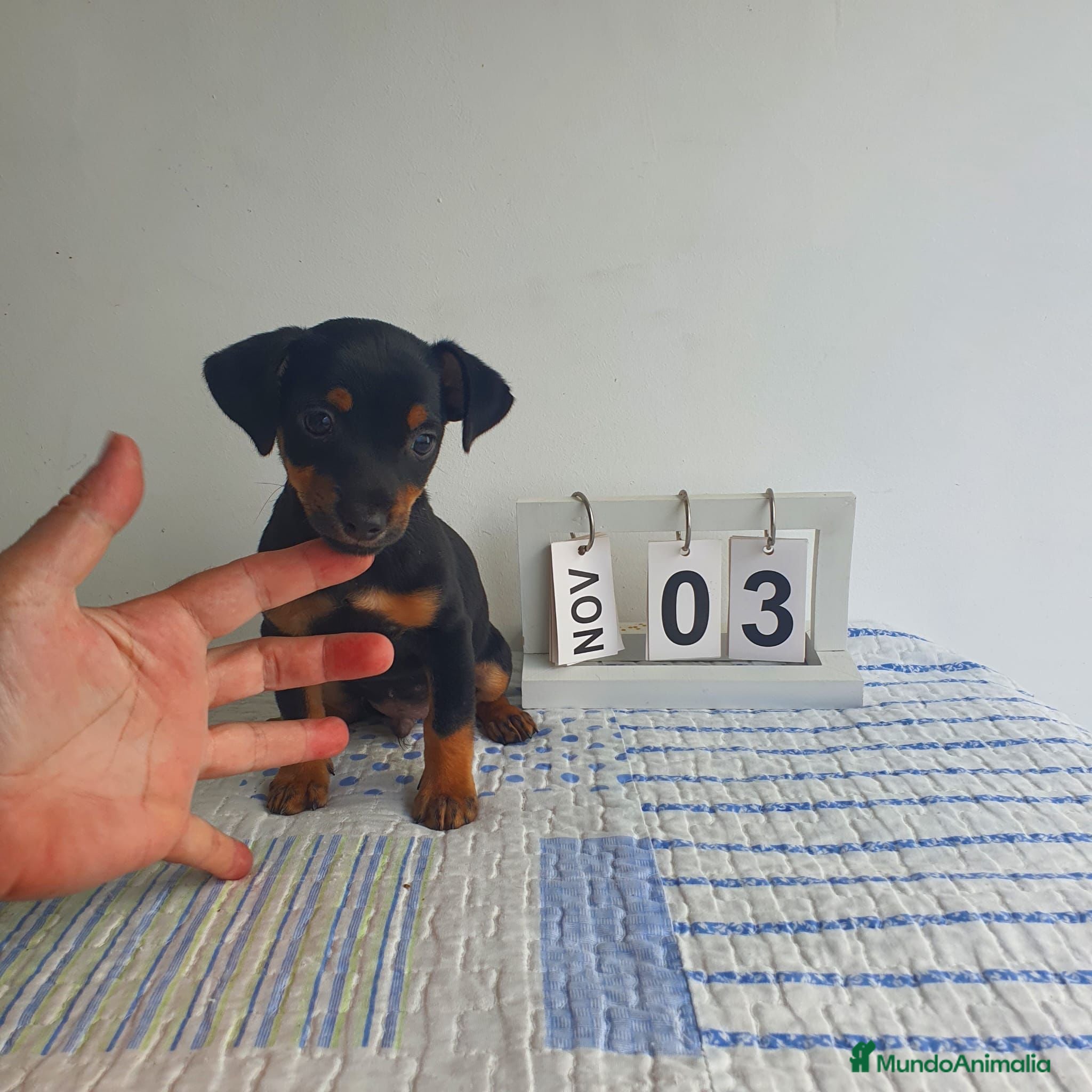 Pinscher Miniatura perros Pinscher miniatura  - Anuncio 6