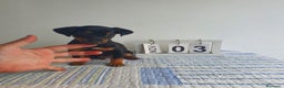 Pinscher Miniatura perros en venta: Pinscher miniatura  - Anuncio 1