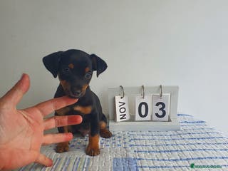 Pinscher Miniatura perros Pinscher miniatura - Anuncio 3