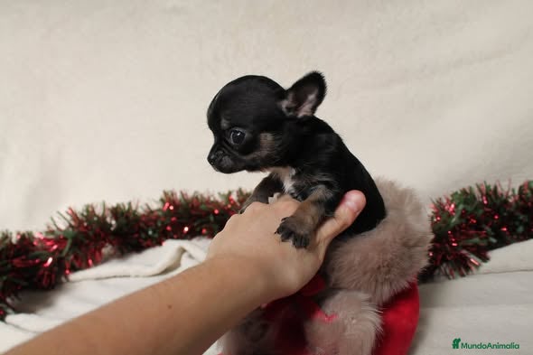 Chihuahua perros preciosos chihuahua ruso - Anuncio 2