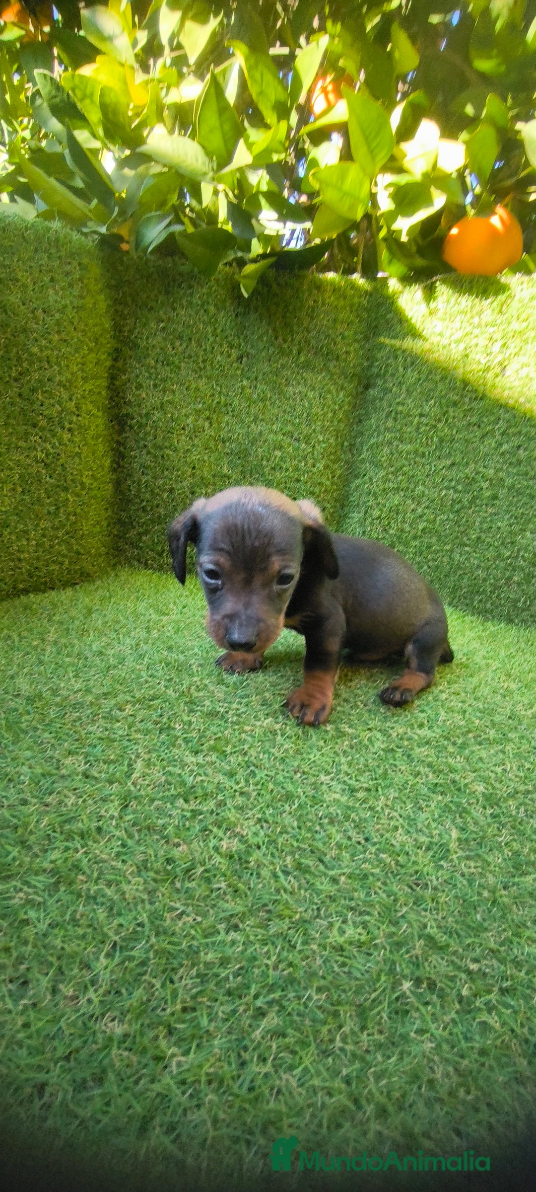 Teckel Miniatura perros en venta: camada teckel miniatura  - Anuncio 8