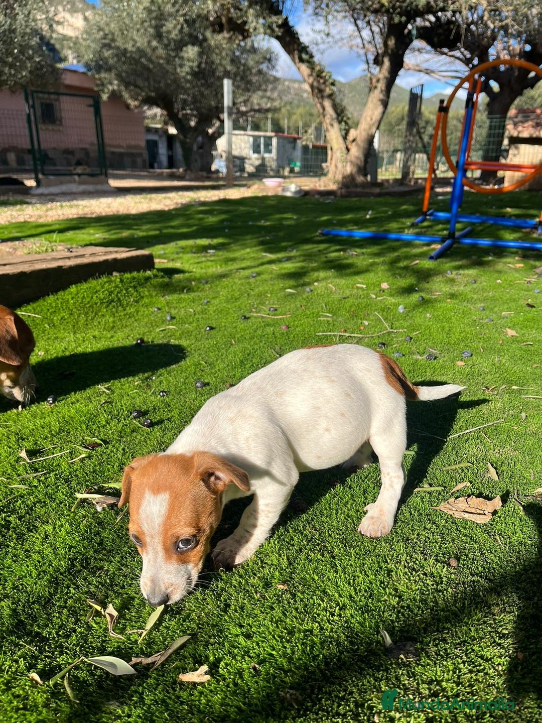 Jack Russell Terrier perros en venta: Jack patas cortas 🐾 - Anuncio 4