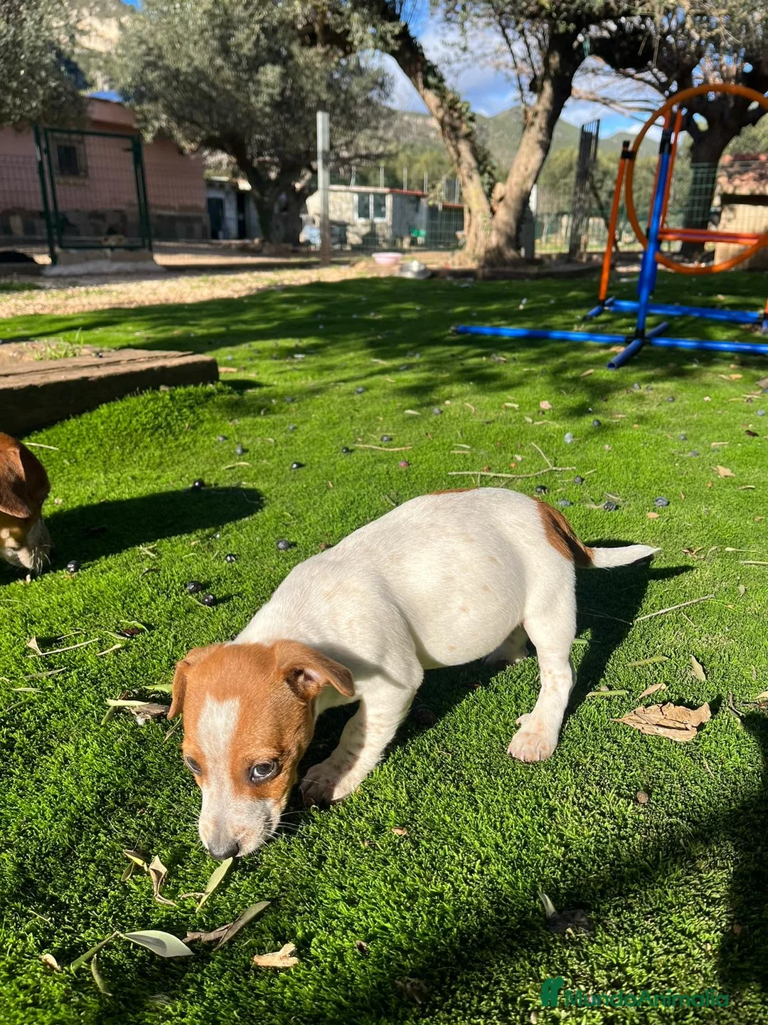 Jack Russell Terrier perros en venta: Jack patas cortas 🐾 - Anuncio 4