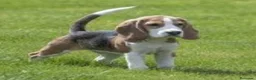 Beagle perros en venta: Beagle - Anuncio 4