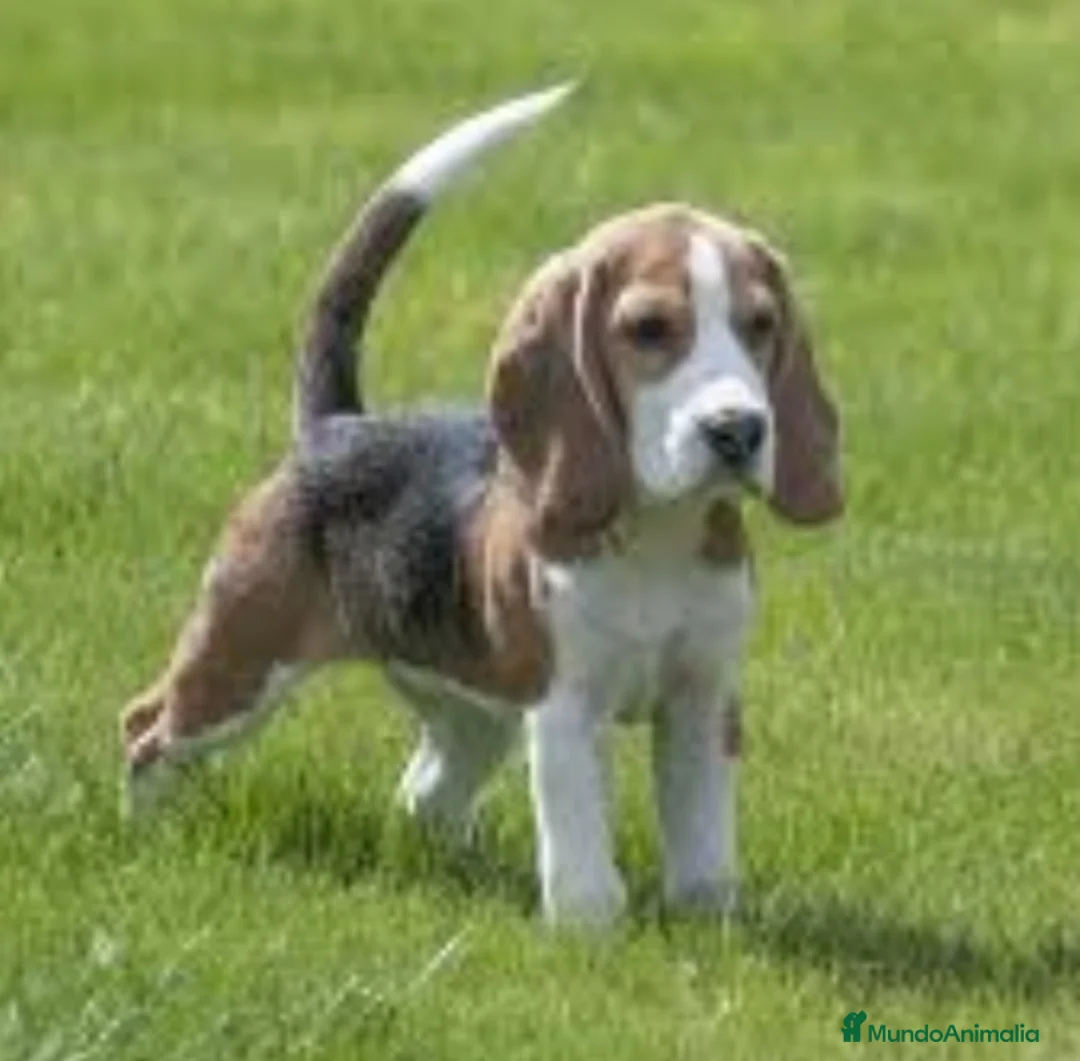 Beagle perros en venta: Beagle - Anuncio 4