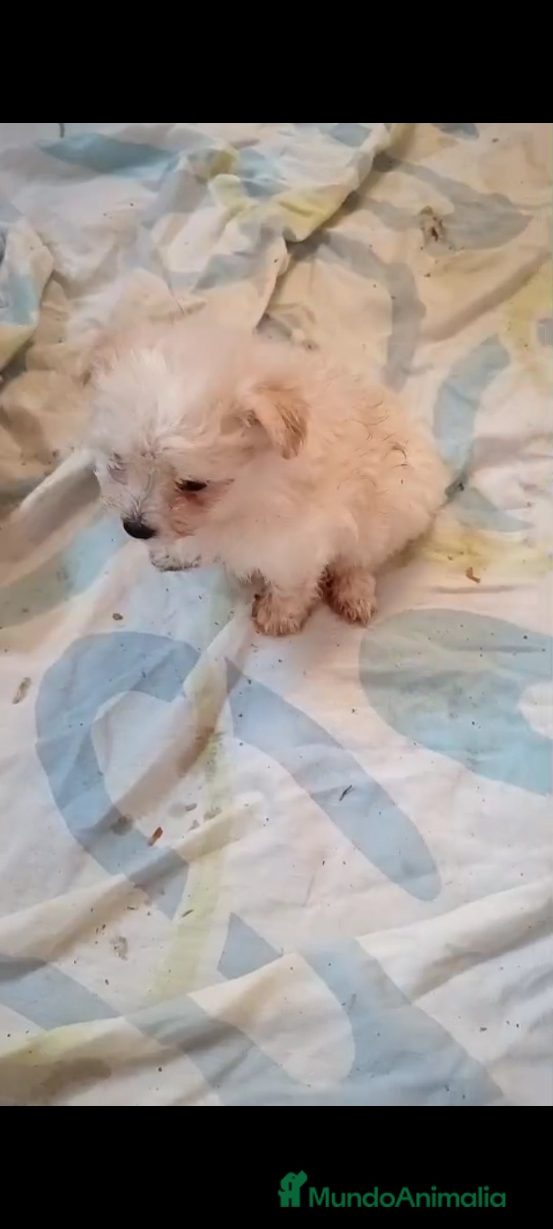 Pomerania perros en venta: LULU POMERANIA MINIS - Imagen 1