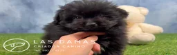 Pomapoo perros en venta: Pomapoo - Anuncio 4