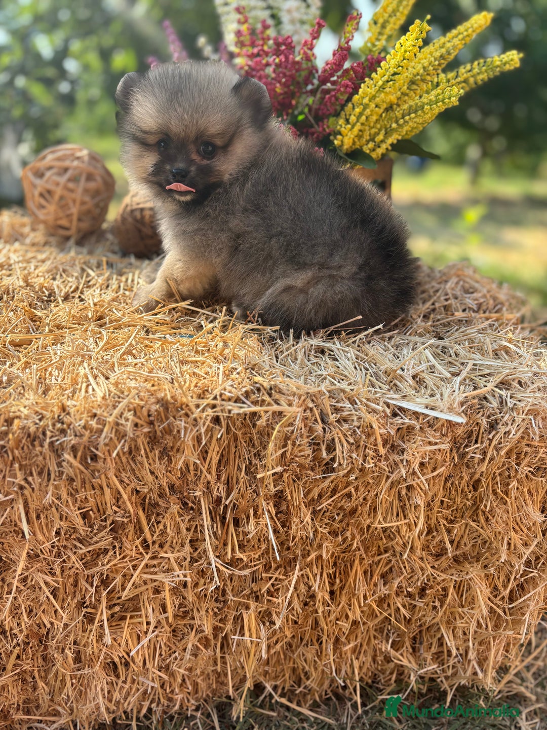 Pomerania perros en venta: Pomerania macho color sable disponible  - Imagen 5