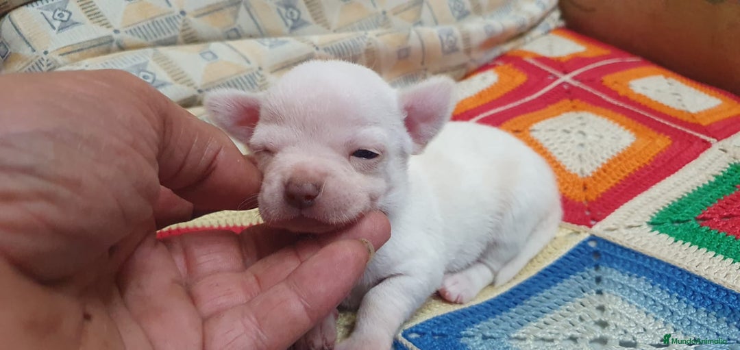 Chihuahua perros en venta: Chihuahua toys cabeza manzana  - Imagen 3