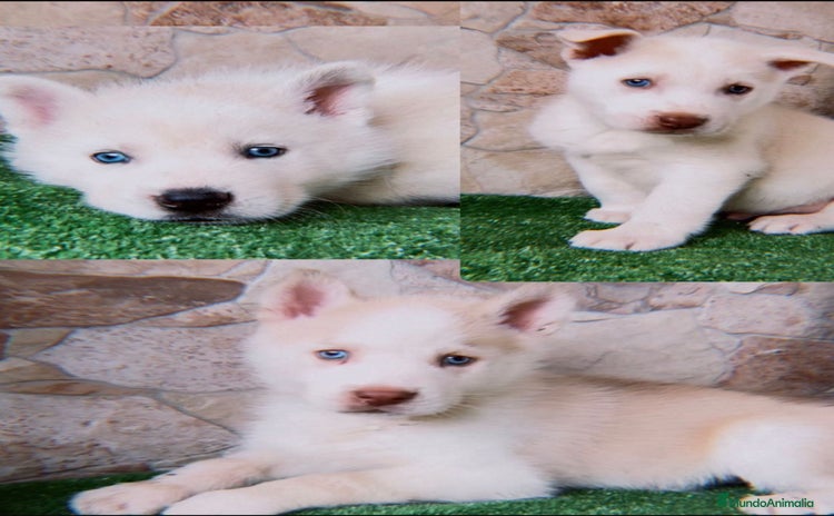 Husky Siberiano perros HUSKY SIBERIANO OJOS AZULES  - Anuncio 3