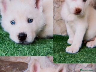 Husky Siberiano perros HUSKY SIBERIANO OJOS AZULES - Anuncio 3