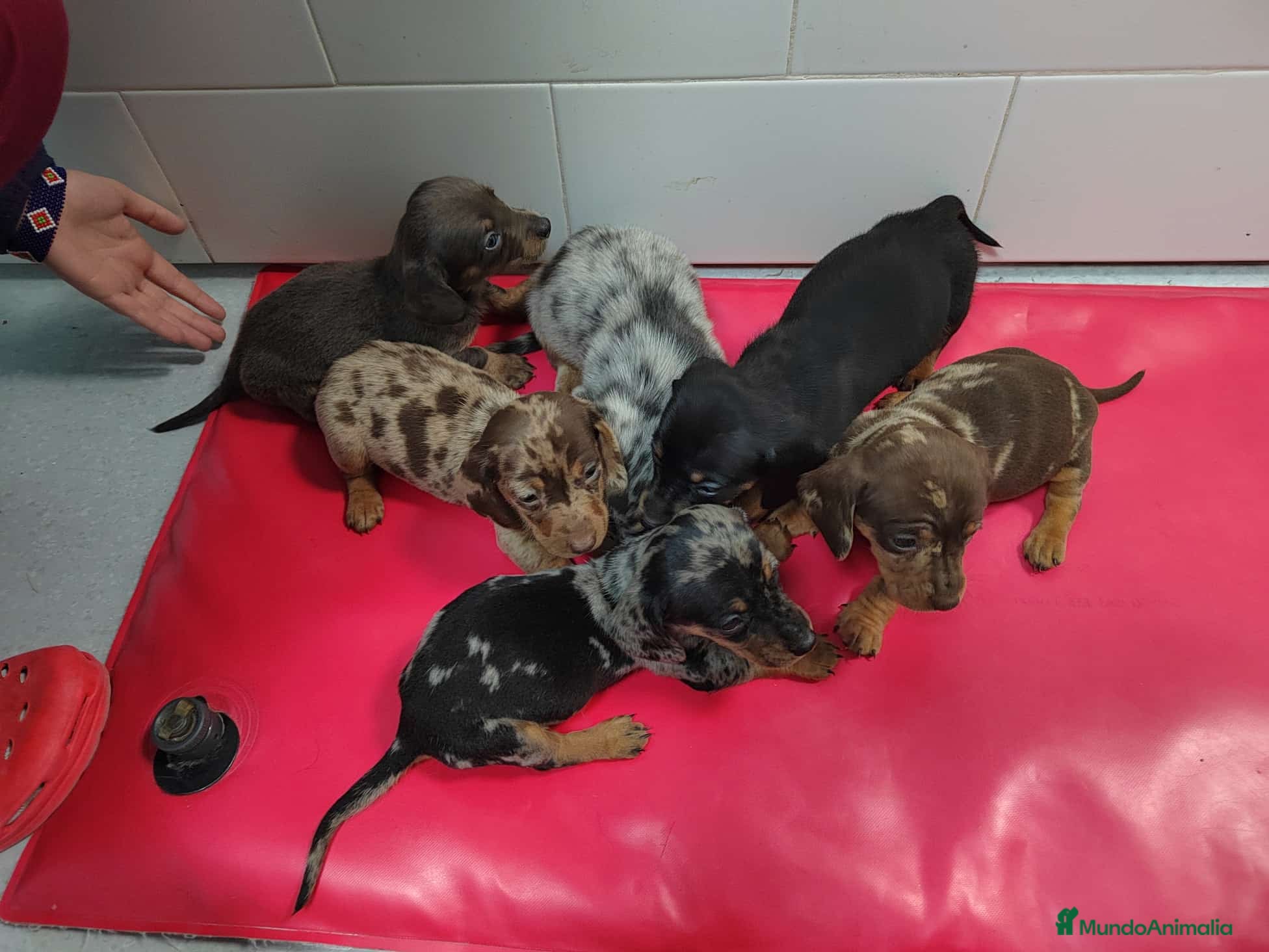 Teckel Miniatura perros Camada de Teckel Arlequin Miniatura - Anuncio 23