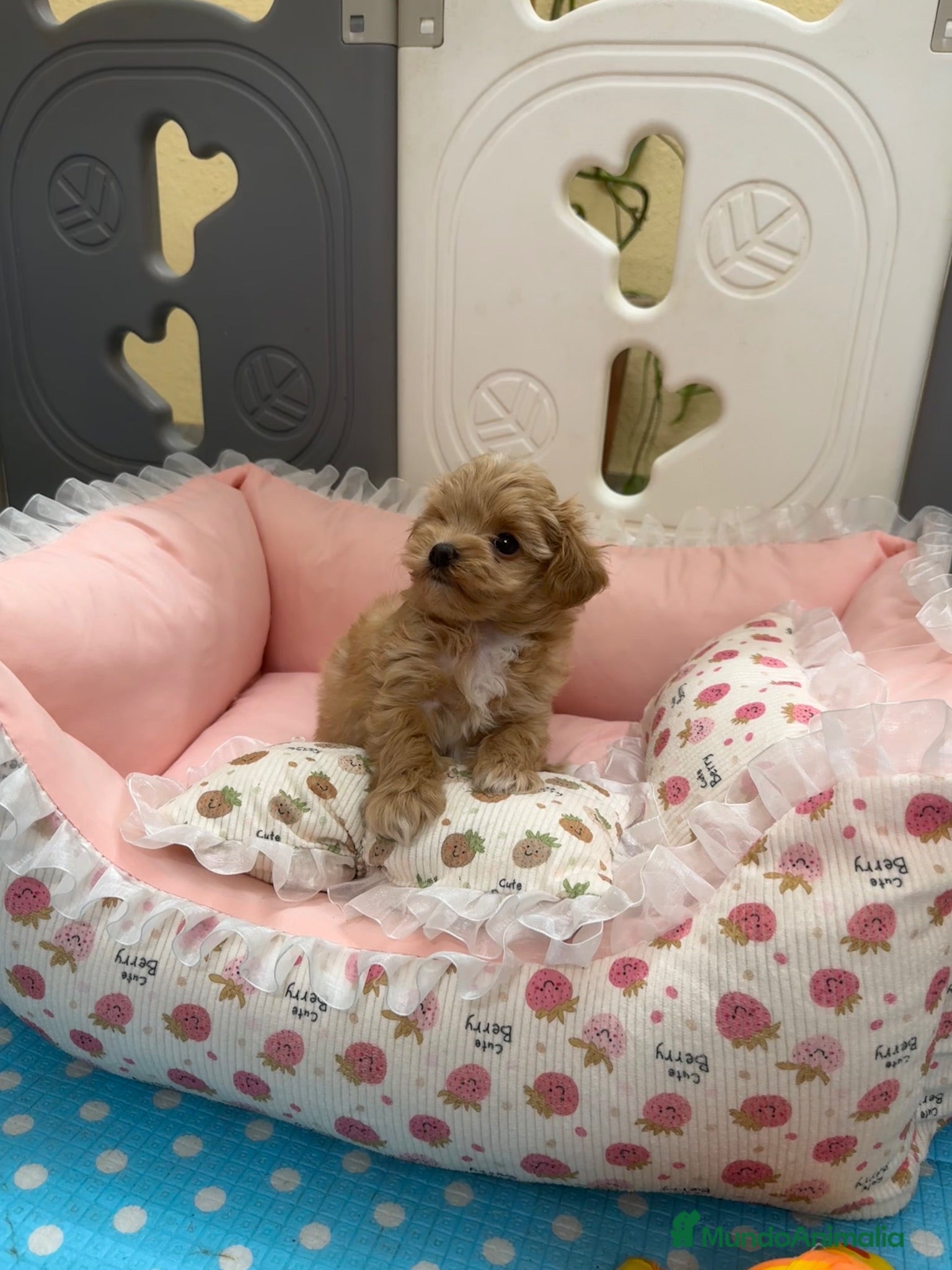 Maltipoo perros Maltipoo Fi hembra - Anuncio 2