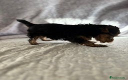 Yorkshire Terrier perros en venta: Yorkshire mini - Imagen 18
