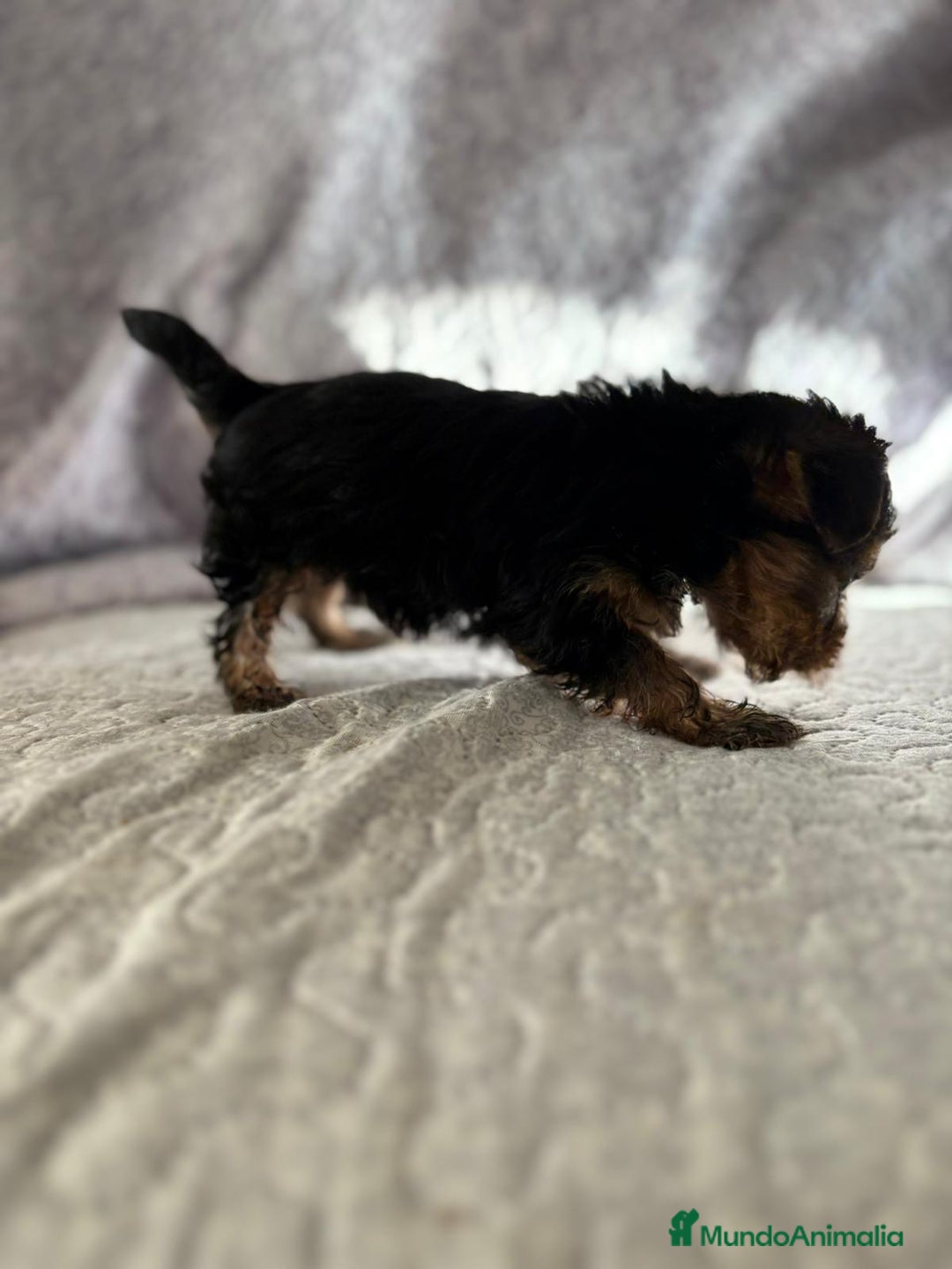 Yorkshire Terrier perros en venta: Yorkshire mini - Imagen 18